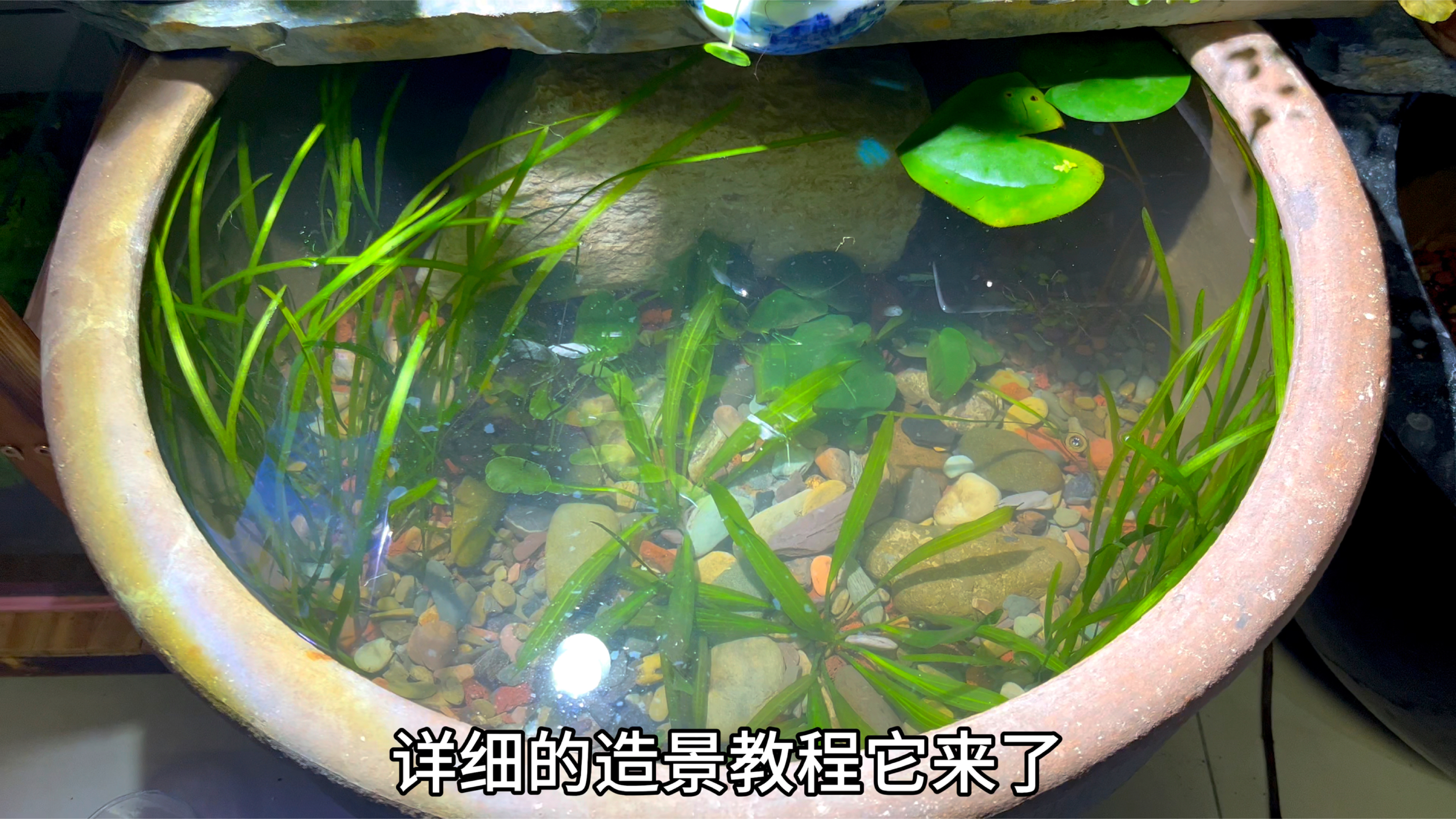 不用打氧，不用过滤，也不用经常换水的古法生态缸，开缸教程来了