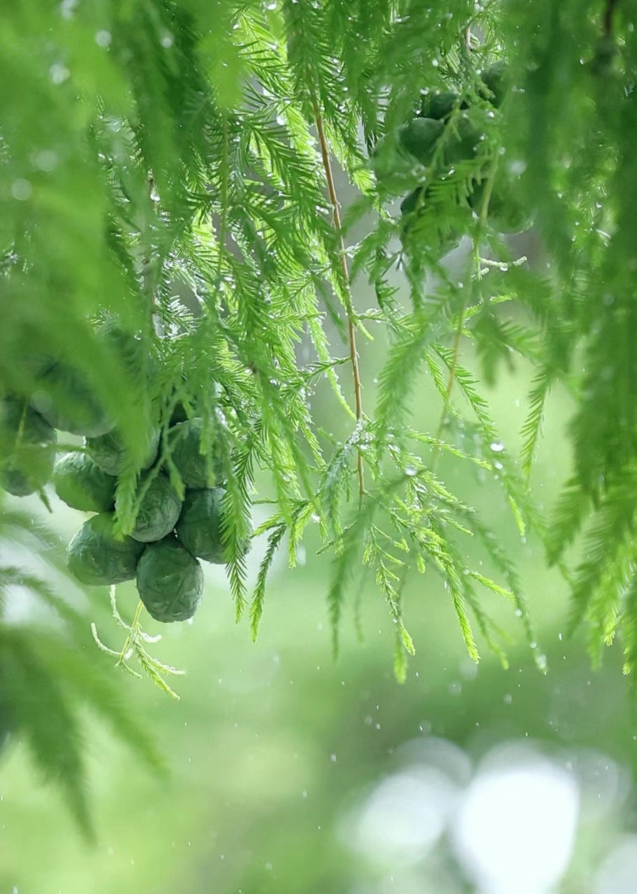 绿植