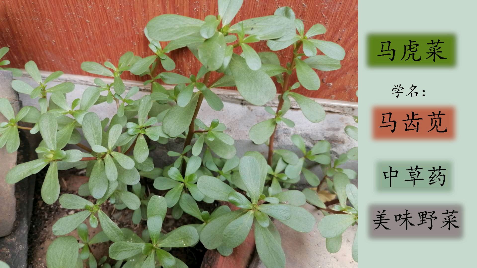 马虎菜学名马齿苋,不仅是美味野菜,原来还治疗手脱皮,一起看看