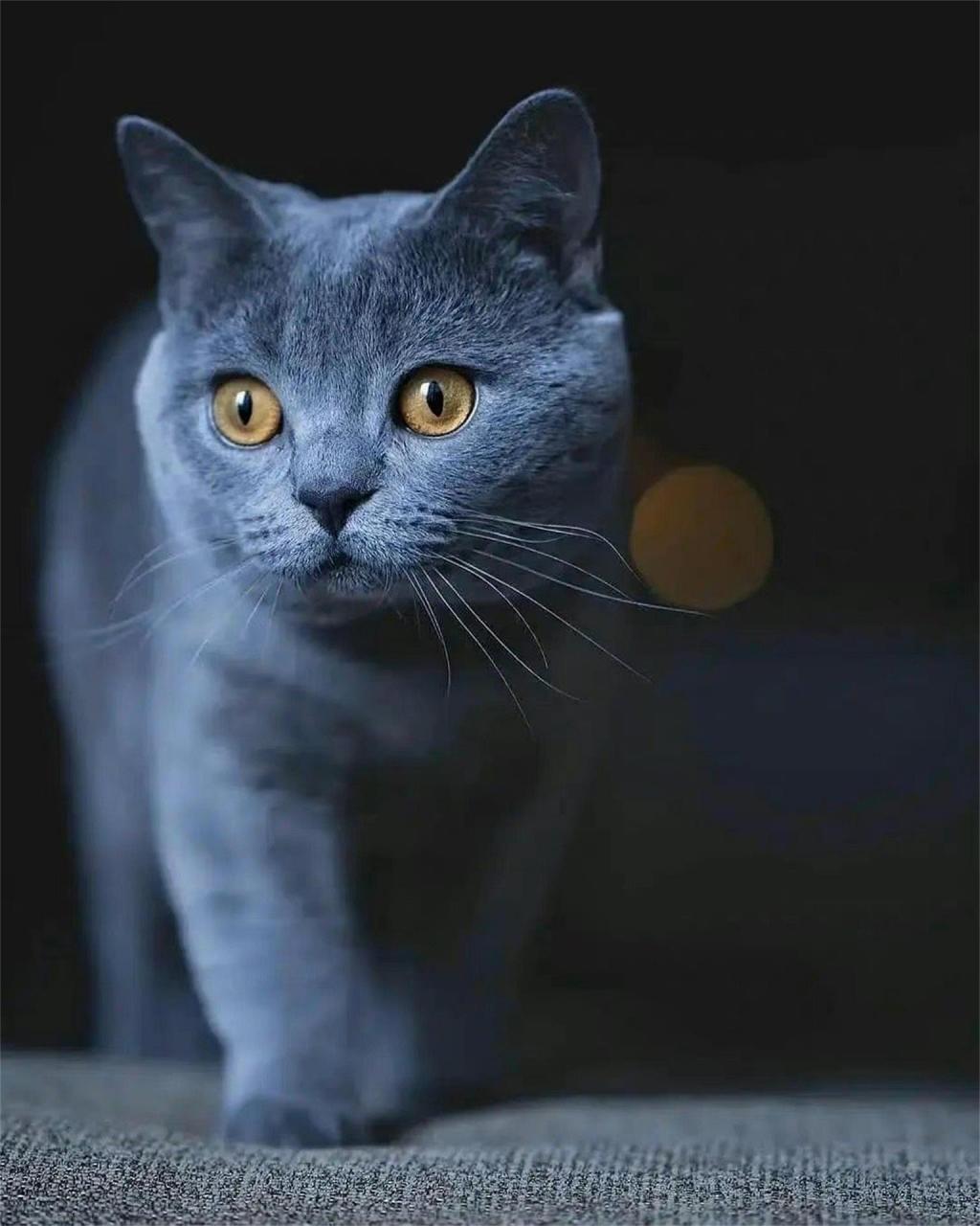 可爱的蓝猫壁纸图呀嘿[鲜花]