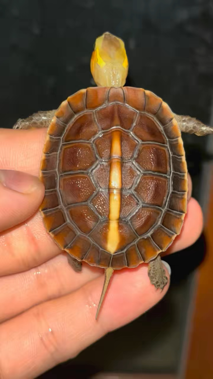 安缘龟26甲招财龟