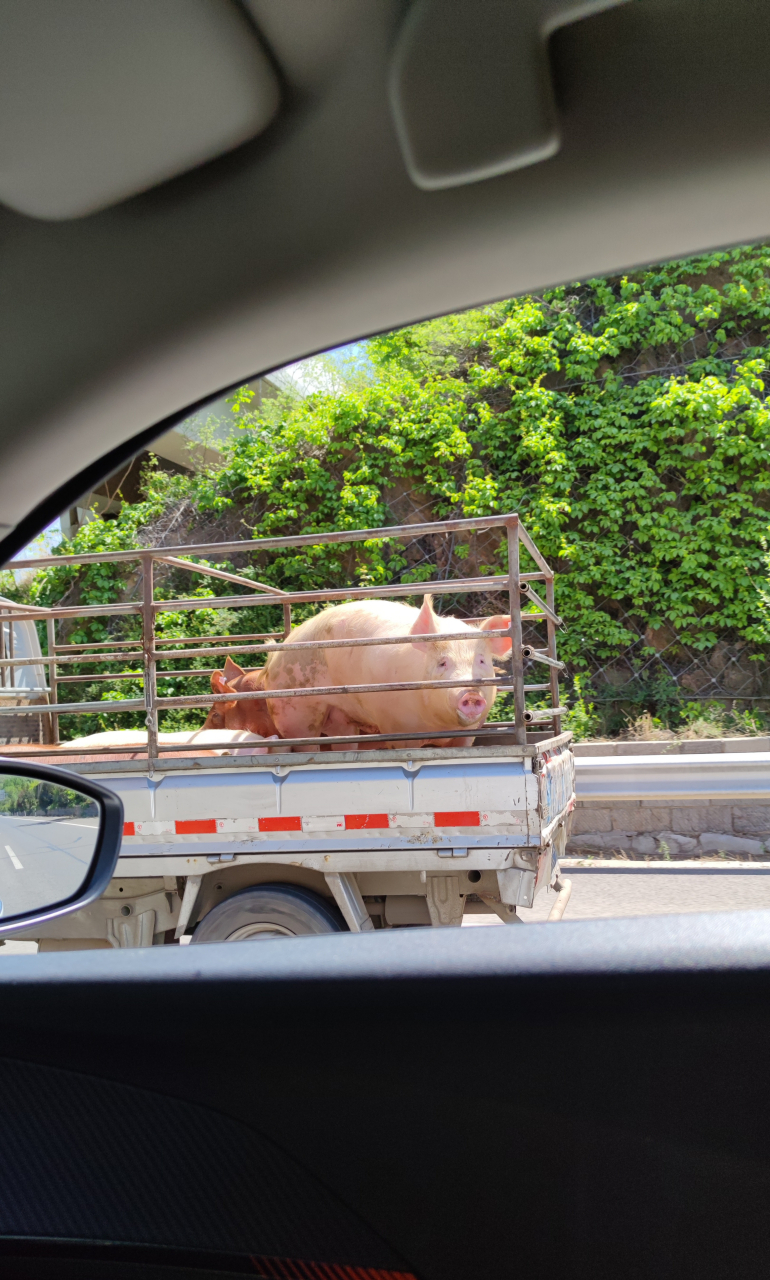 路上一直堵车,这个猪看了我一路#趣图搞笑