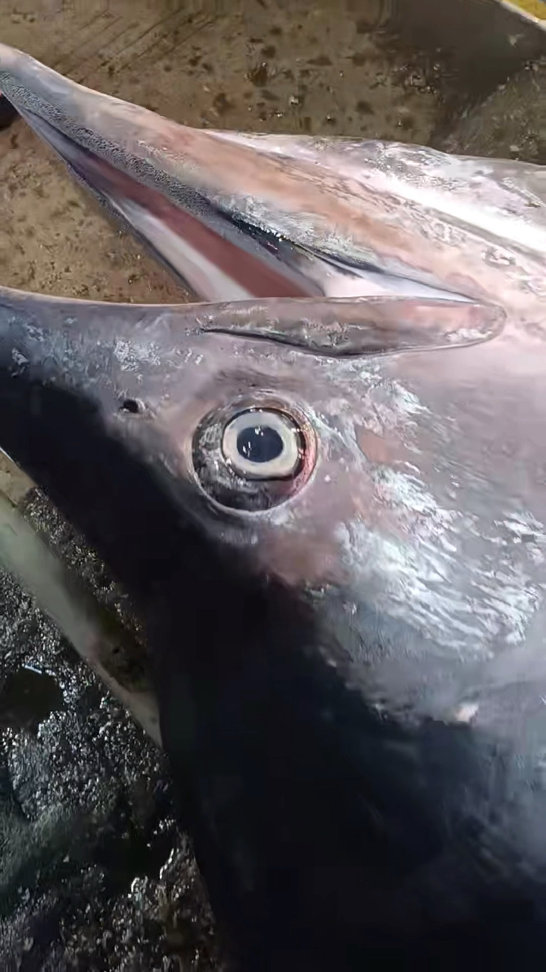 这是什么奇怪的鱼,个头超大,嘴巴那么尖?