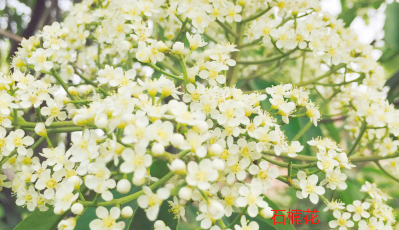 石楠花的丁香花的区别