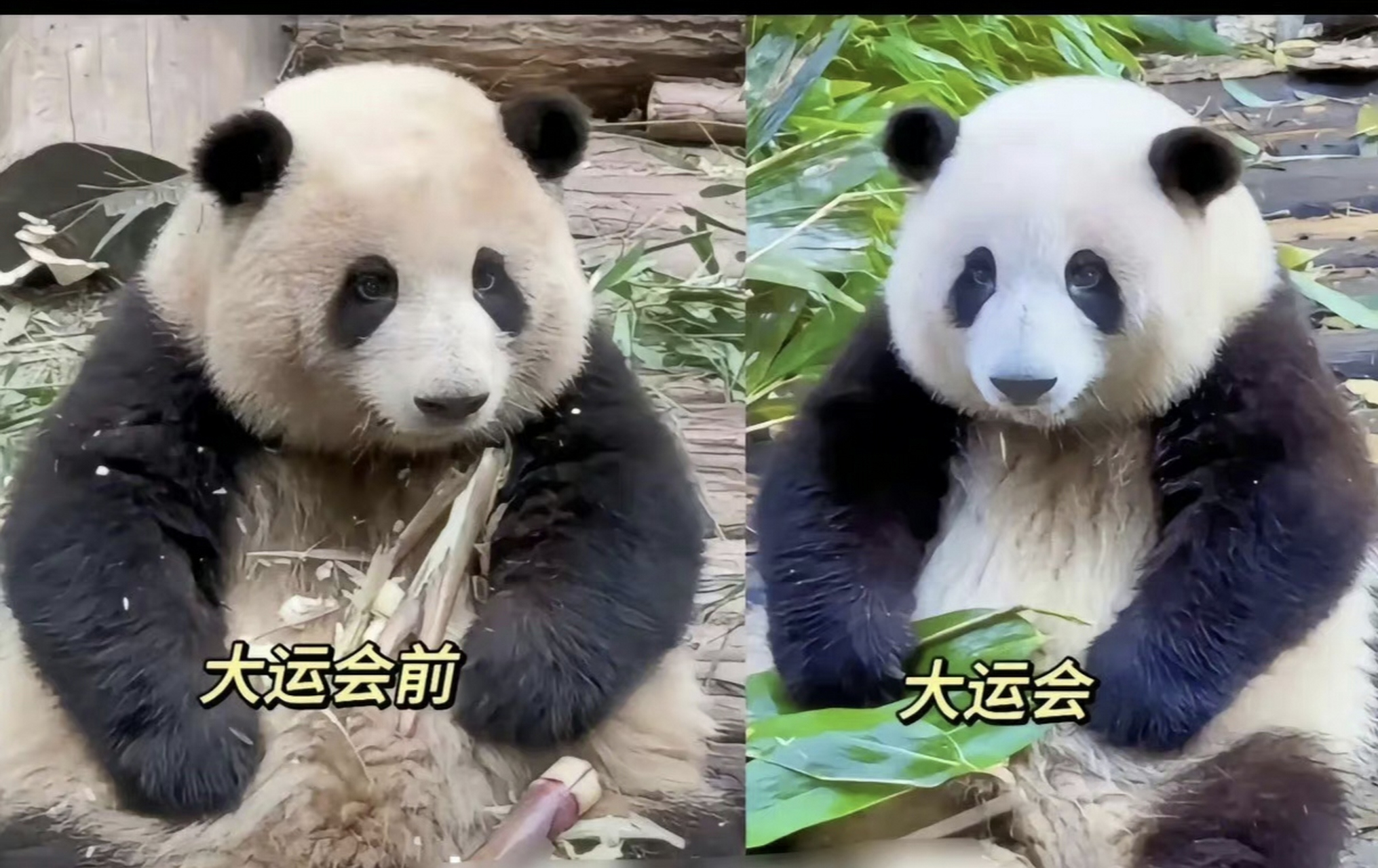 日本洗死大熊猫图片