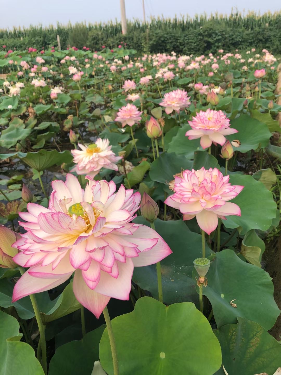 广西荷花苗批发基地图片