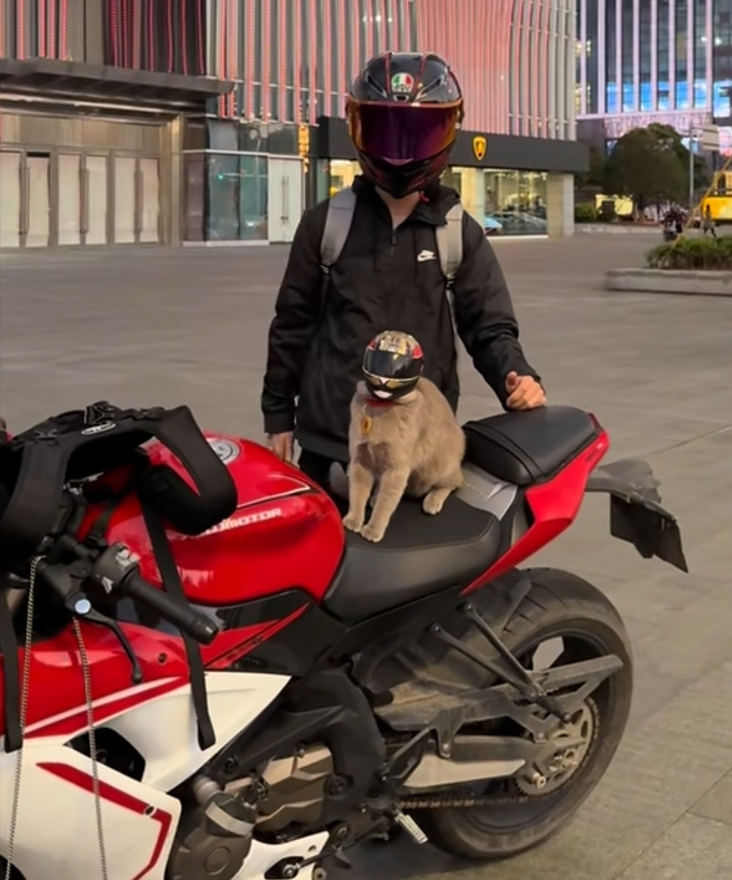 给猫也佩戴了头盔,走在街上一看就是父子俩![左捂脸]