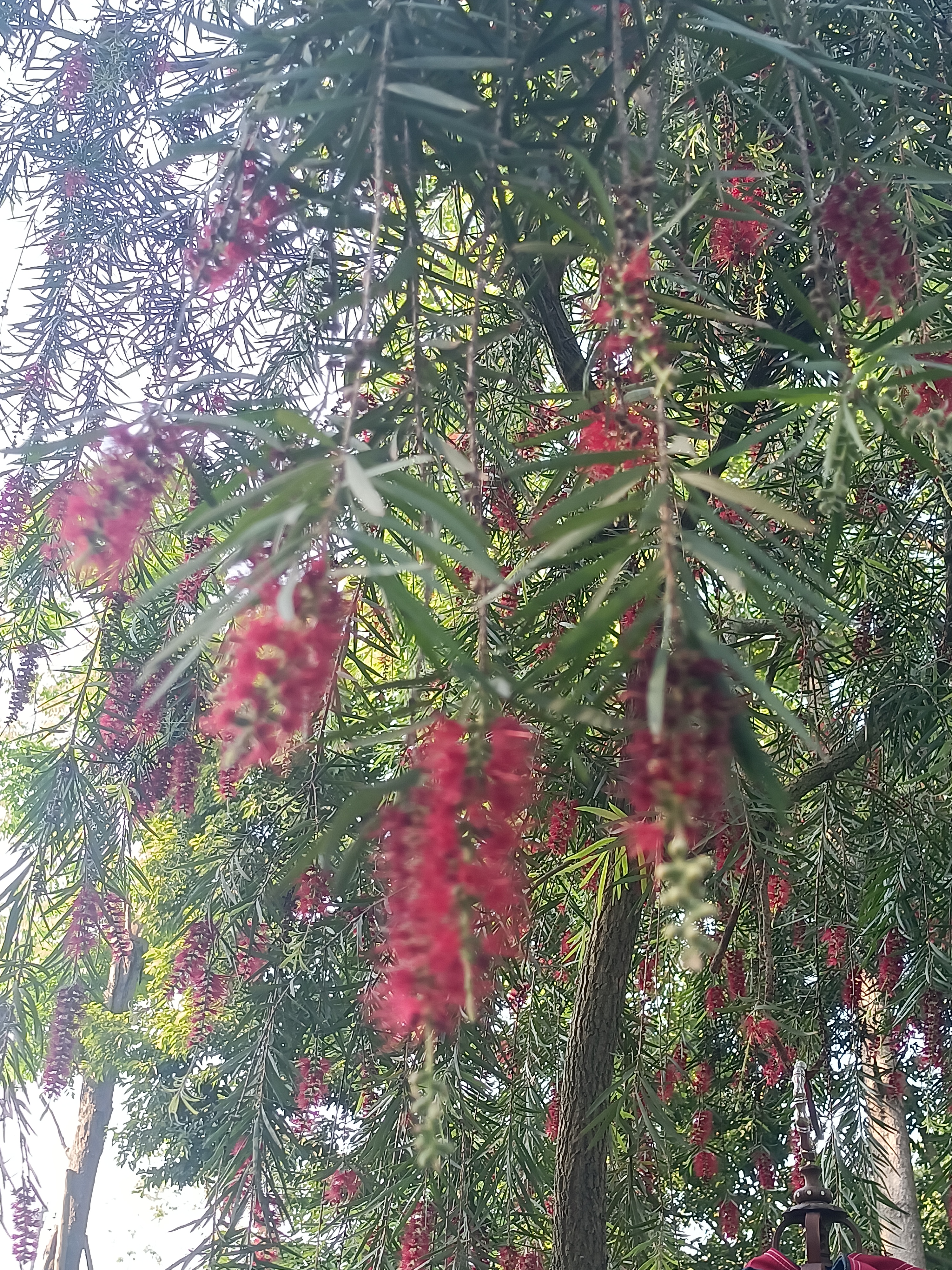 红丝千层袅袅,垂枝串串红绡,你们喜欢这样的植物吗?