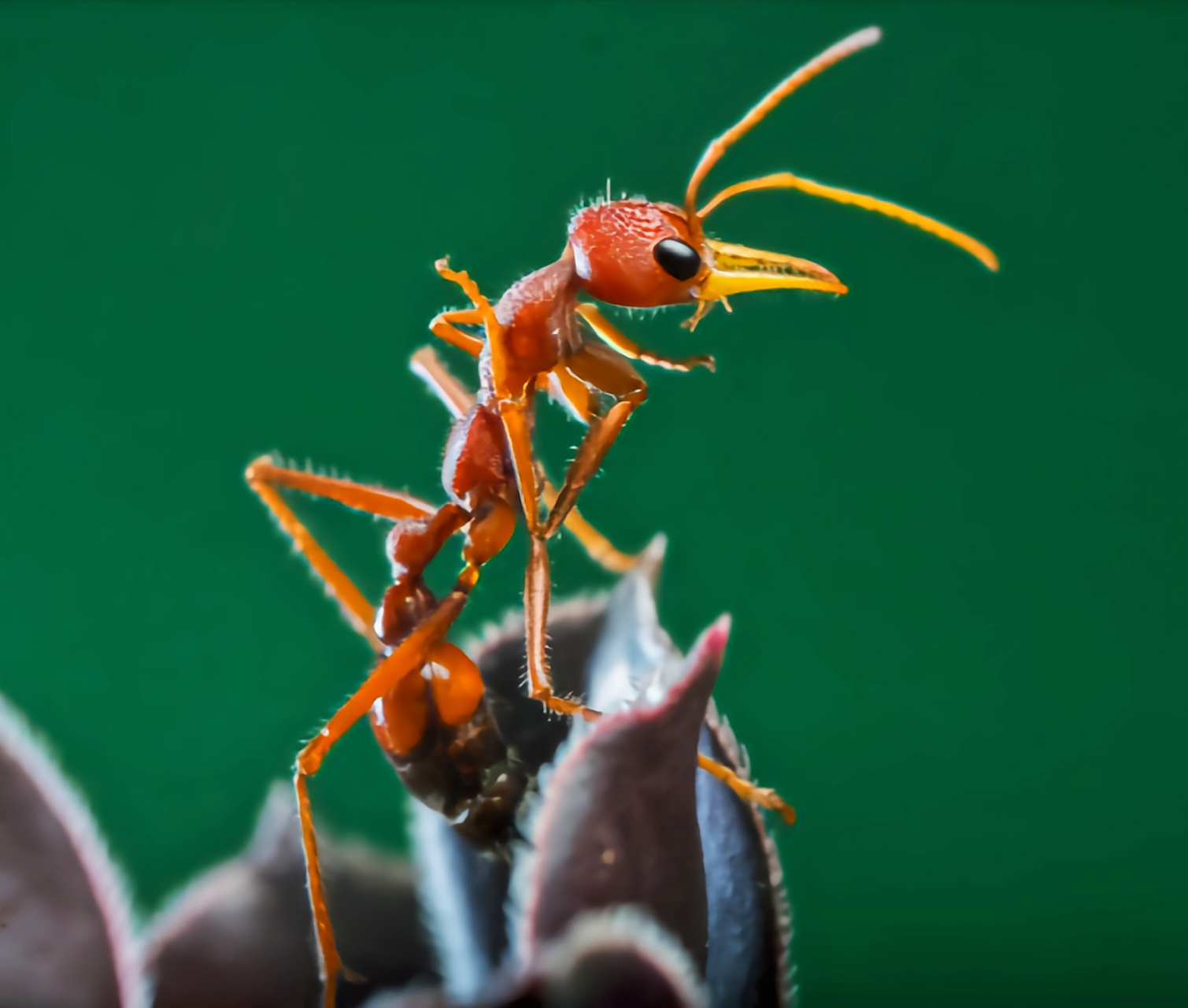 每天认识一种动物——公牛蚁 公牛蚁别名贪食牛蚁,红头牛犬蚁,原产于