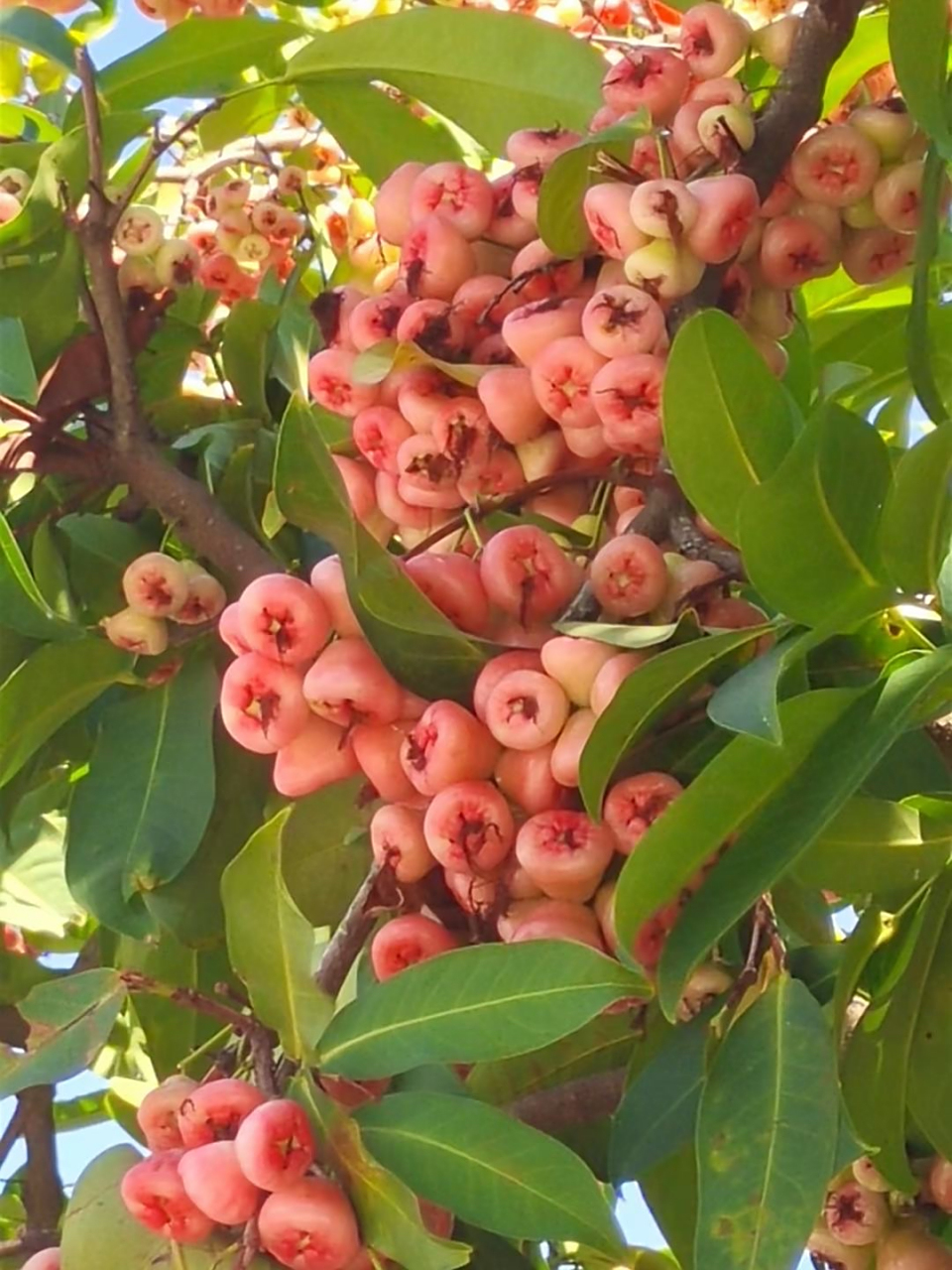 海南的莲雾,这个品种的莲雾不太甜,清新淡雅的口感
