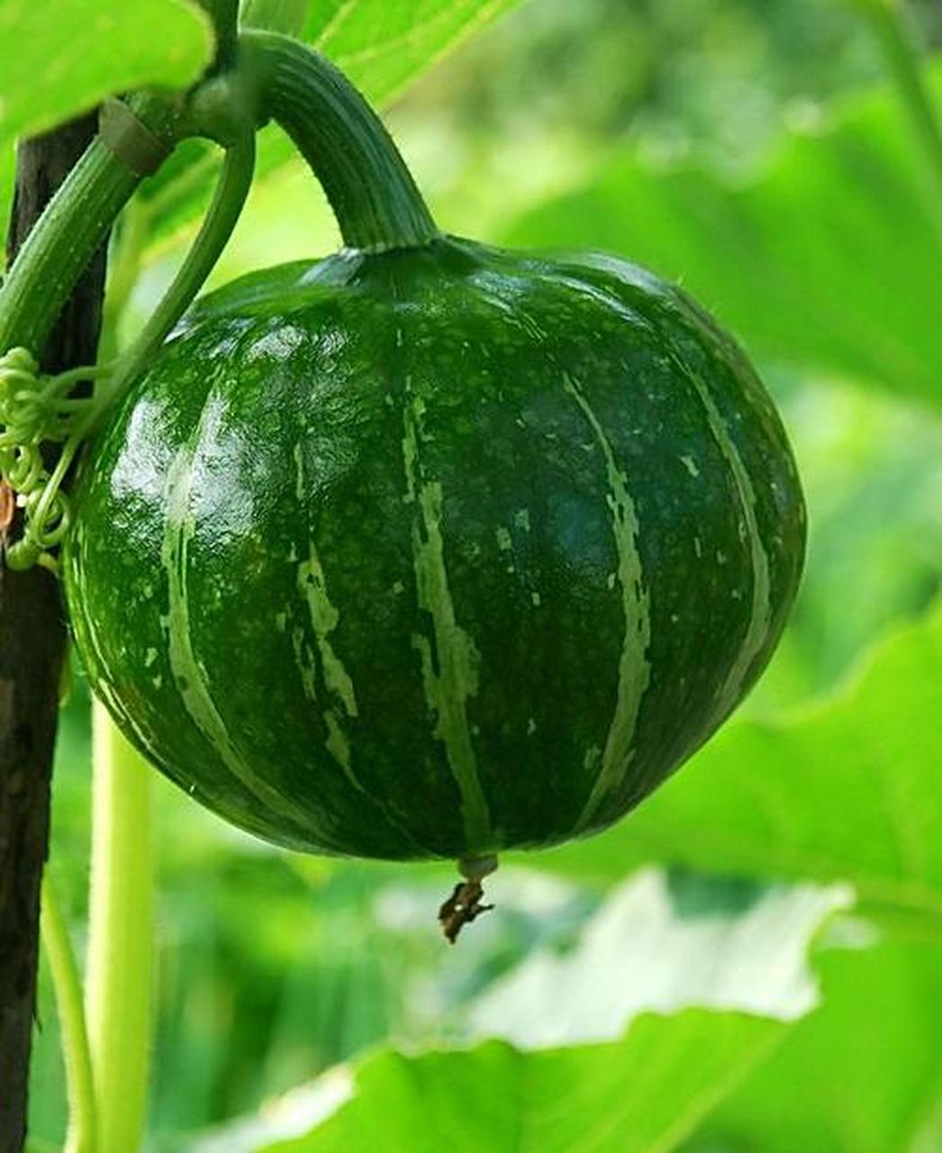 冻了我又没舍得扔掉,就报着试试的心态煮来吃,结果出