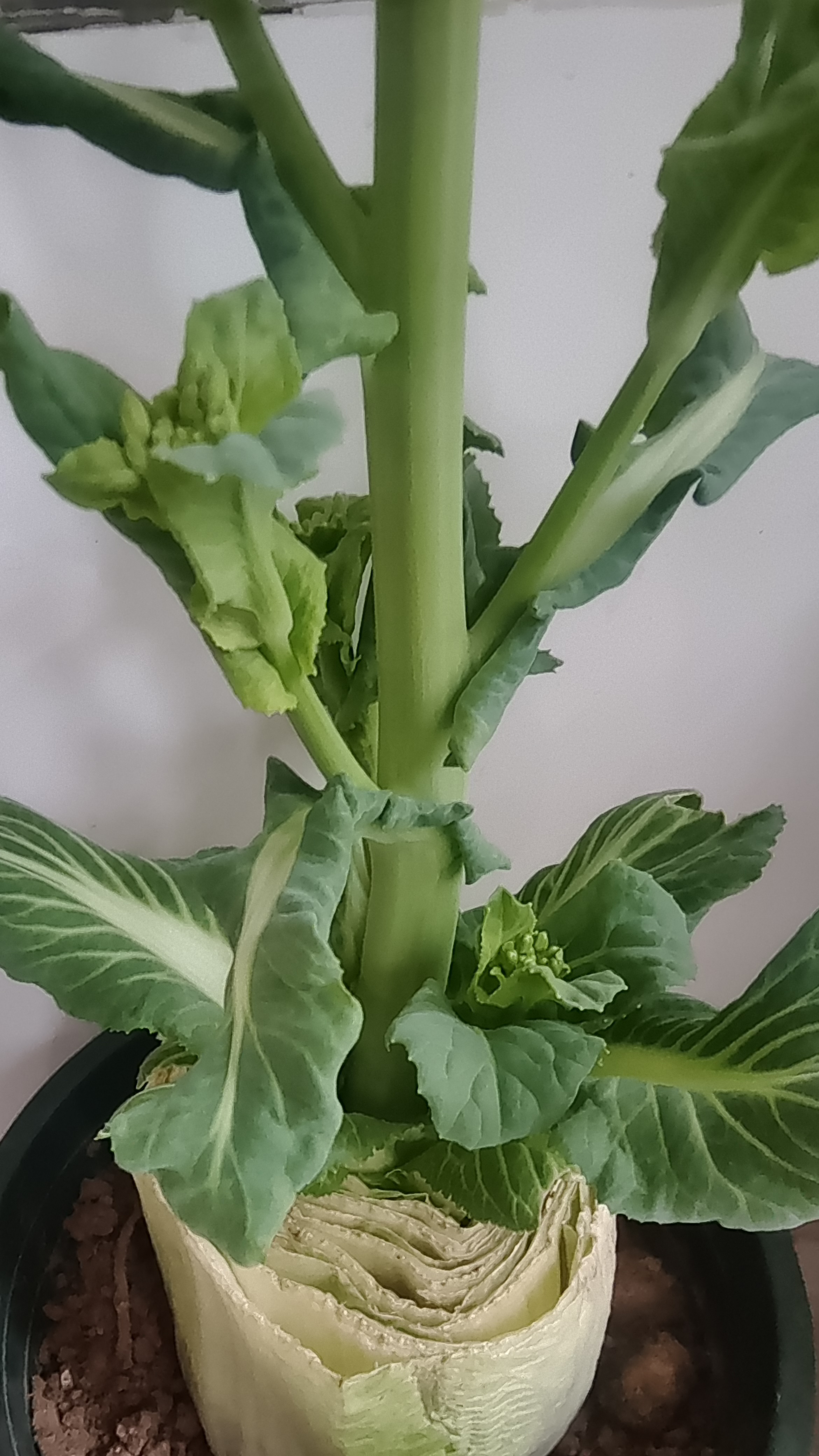 一截白菜开了花  现在家里的大白菜多数心里都长了小白菜,将一截白菜