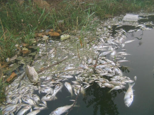 污水 鱼 - 2020年最新商品信息聚合专区 - 百度爱采购