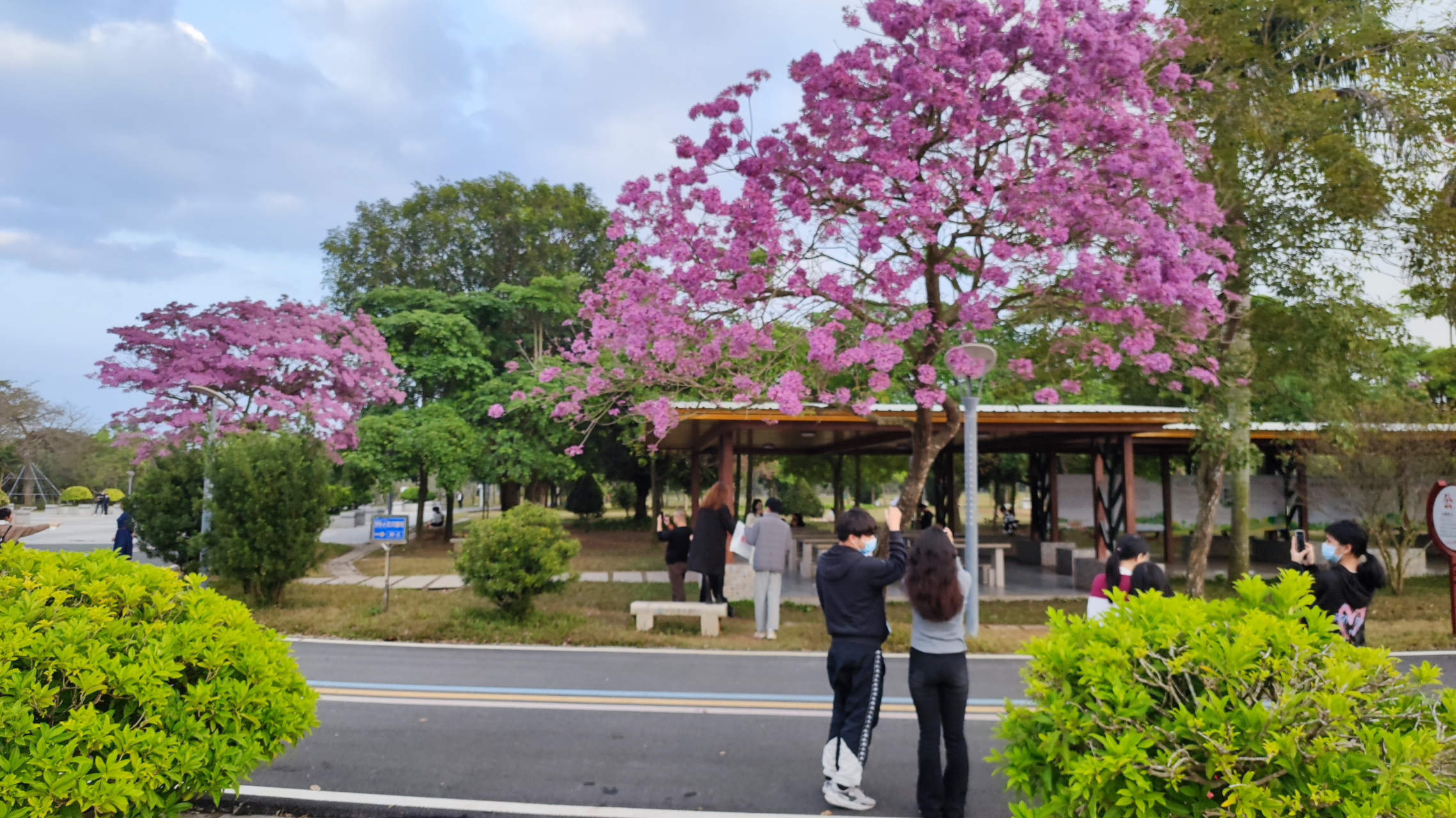 茂名很大的市民公园长的漂亮花木是叫做紫花风铃?还是叫黄钟木?