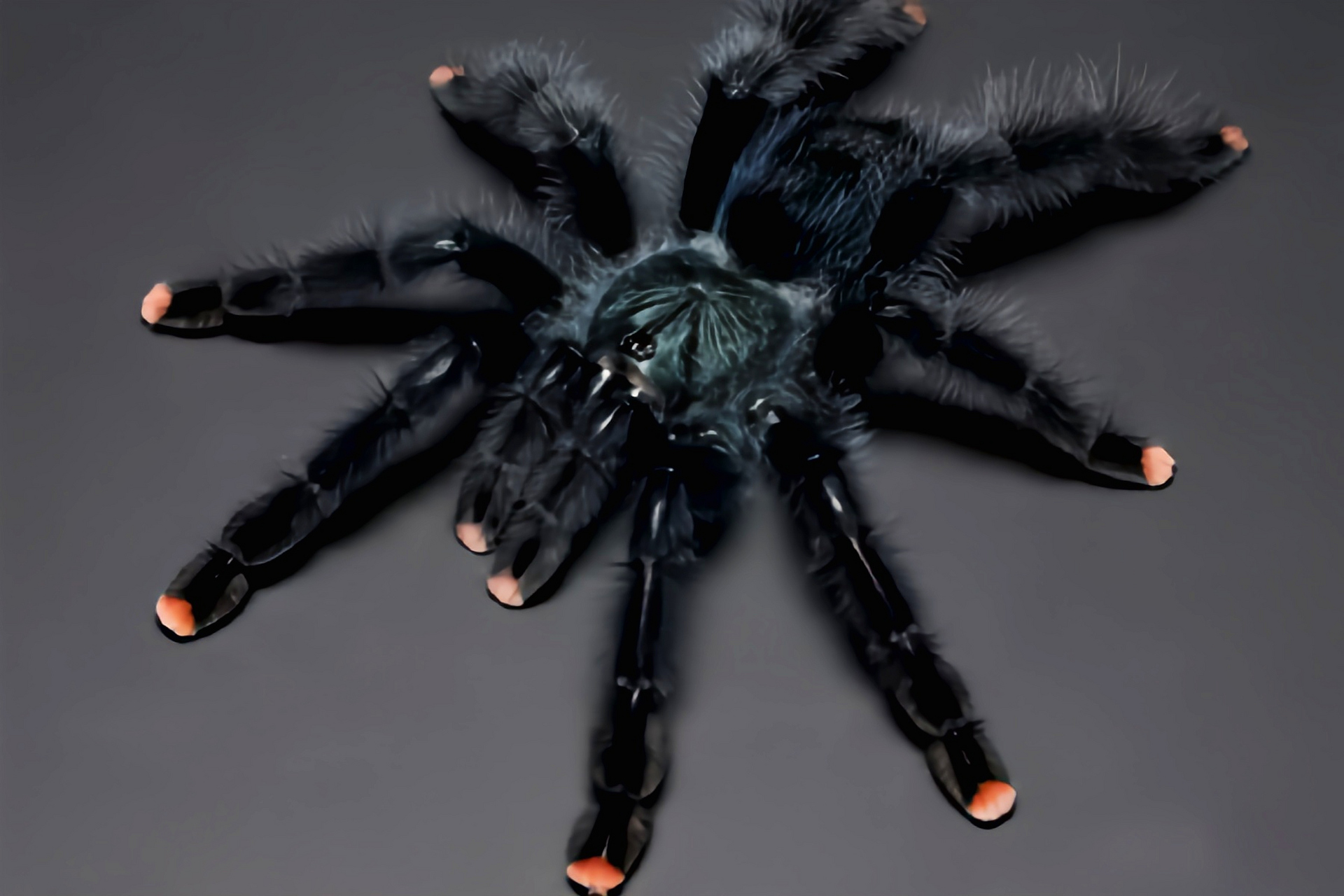 每天认识一种动物——圭亚那粉趾蛛 圭亚那粉趾蛛是蜘蛛目,捕鸟蛛科