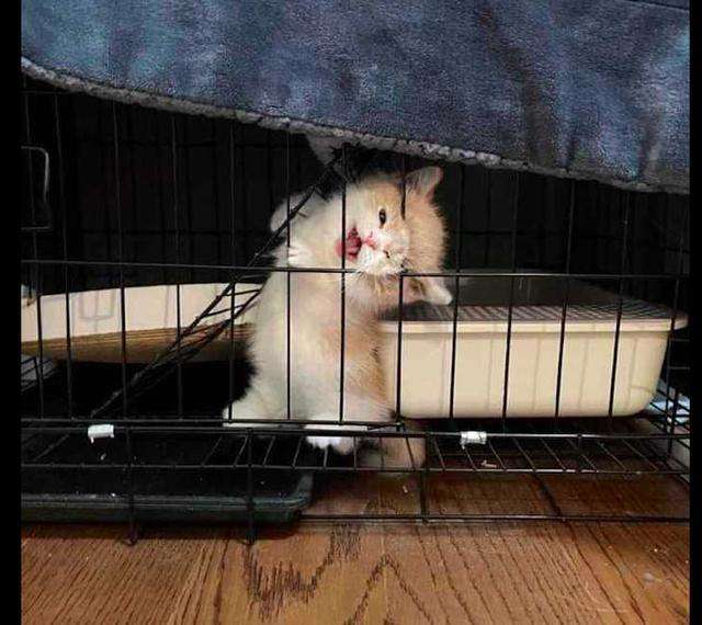 「困在套子里的生命」《装在笼子里的动物》