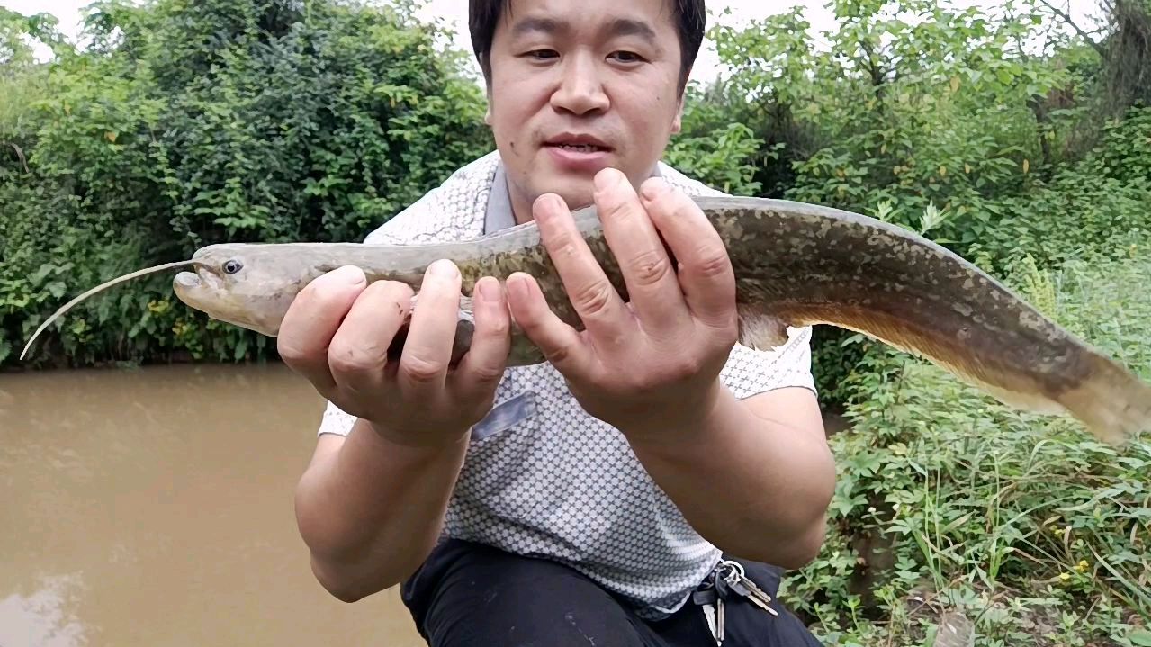 如何钓鲶鱼?小河沟石缝中是它们的藏身之处,用对了方法上大货