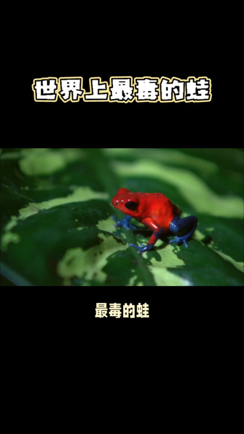 世界上最毒的蛙——箭毒蛙