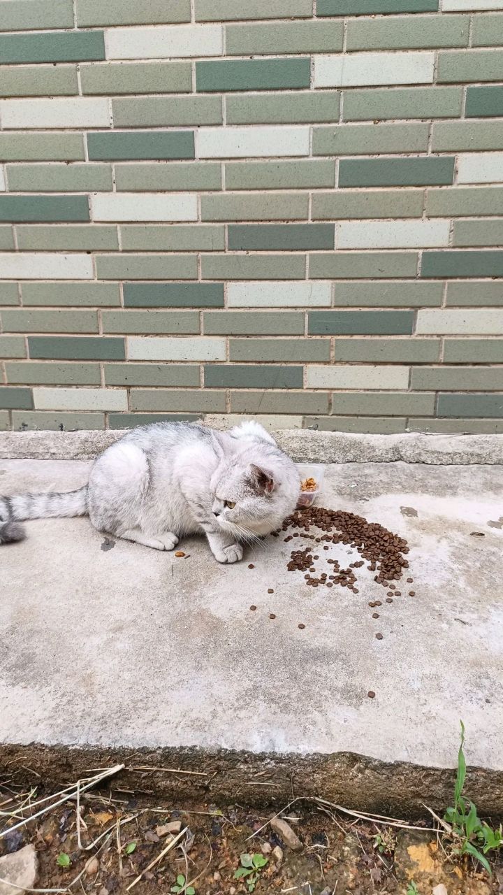 小区不知哪里来的流浪猫,是个品牌猫,谁知道这是什么猫,真漂亮,干干净