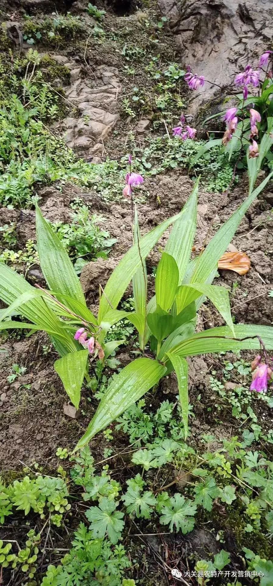 白芨种子怎样育苗?看了你就知道!