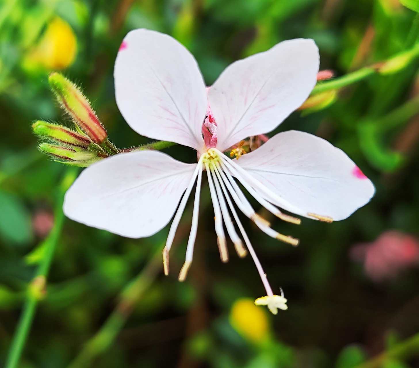 花似蝴蝶迷人眼 #上京东app搜索苹果上新#  玉蝶花,又名千鸟花,学名
