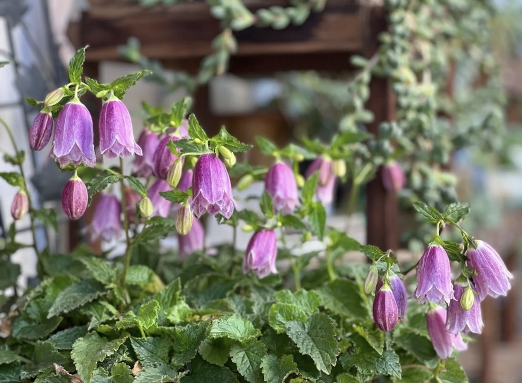 宿根风铃草是一个非常庞大的品系,也是众多植物爱好者非常喜欢的类型