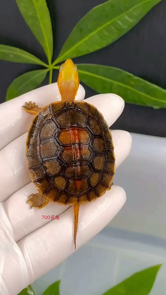 金头闭壳龟乌龟中稀有品种养龟人都追求的目标