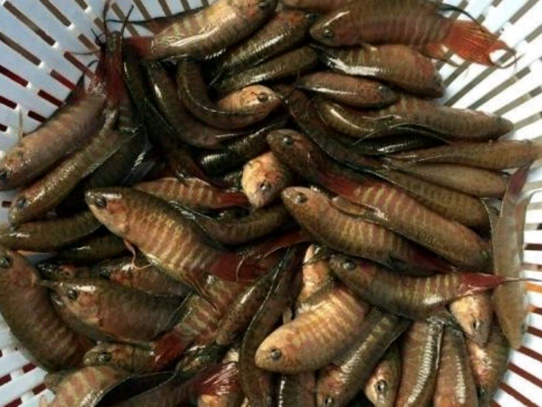 在农村有一种鱼叫"蓑衣鱼",为何到了别人的眼里,就成了香馍馍