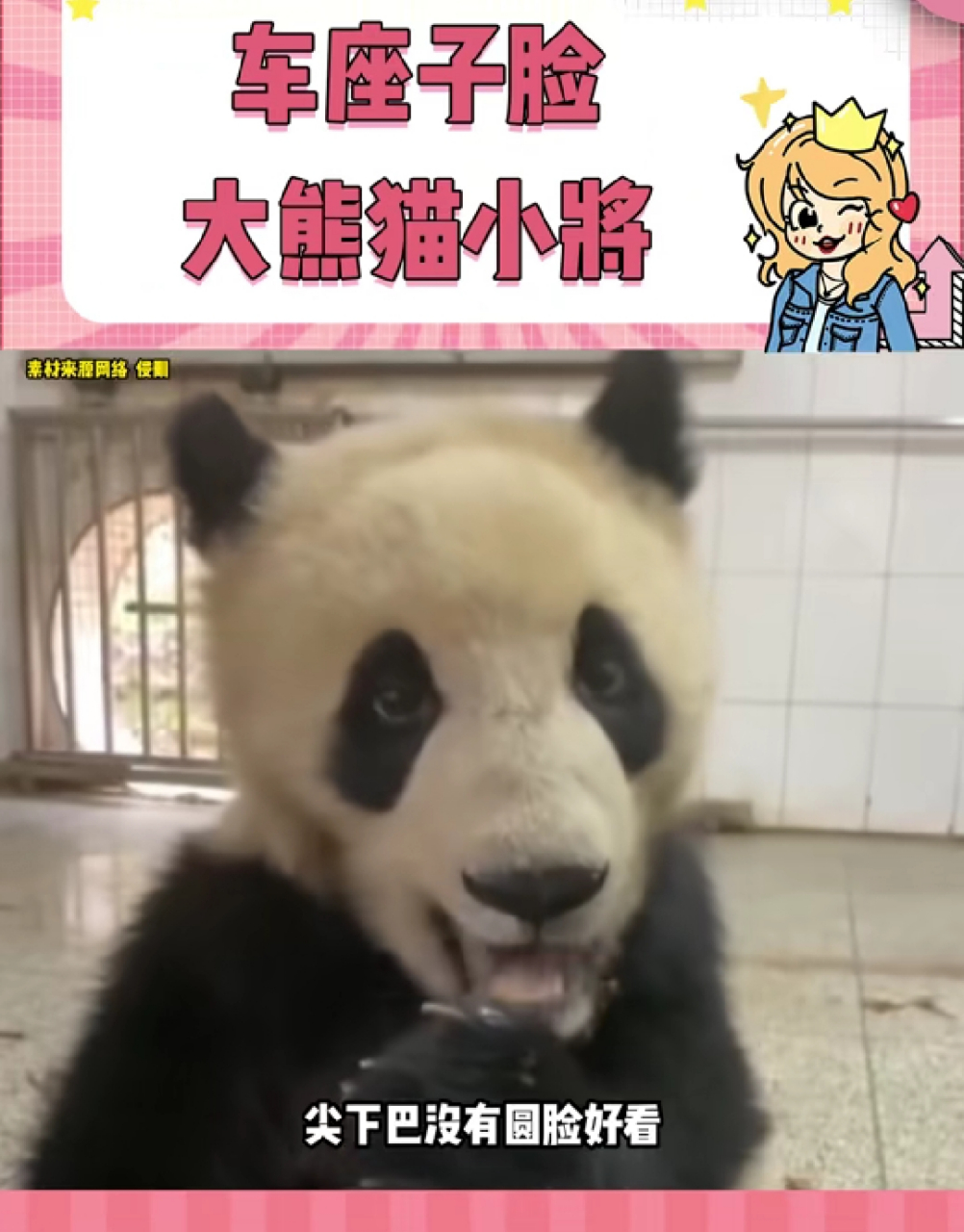 传说中的车座子脸熊猫——小将.