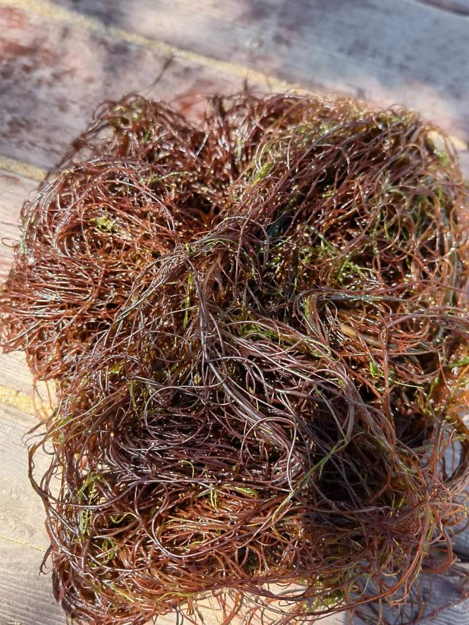 这个海草叫什么?能吃吗? 吃了不会躺板板吧?