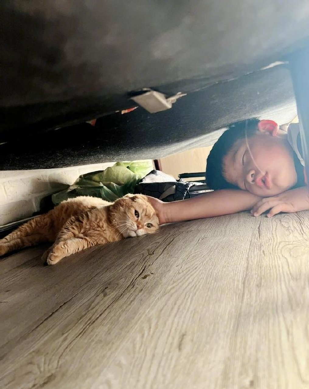 网友:猫出来了,娃睡床底下了#趣图搞笑