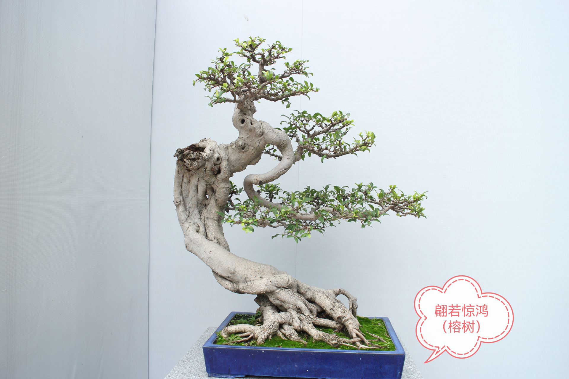 第30届广州园林博览会—流花公园盘景展3    岭南盆景的近树造型,不但