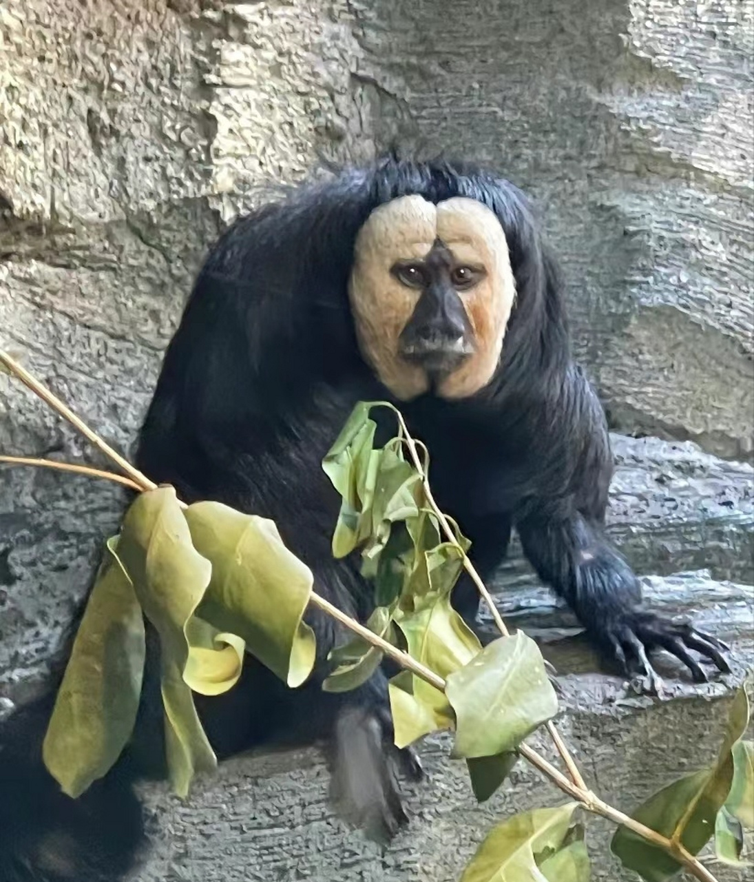 大马猴,围绕我此生的童年噩梦