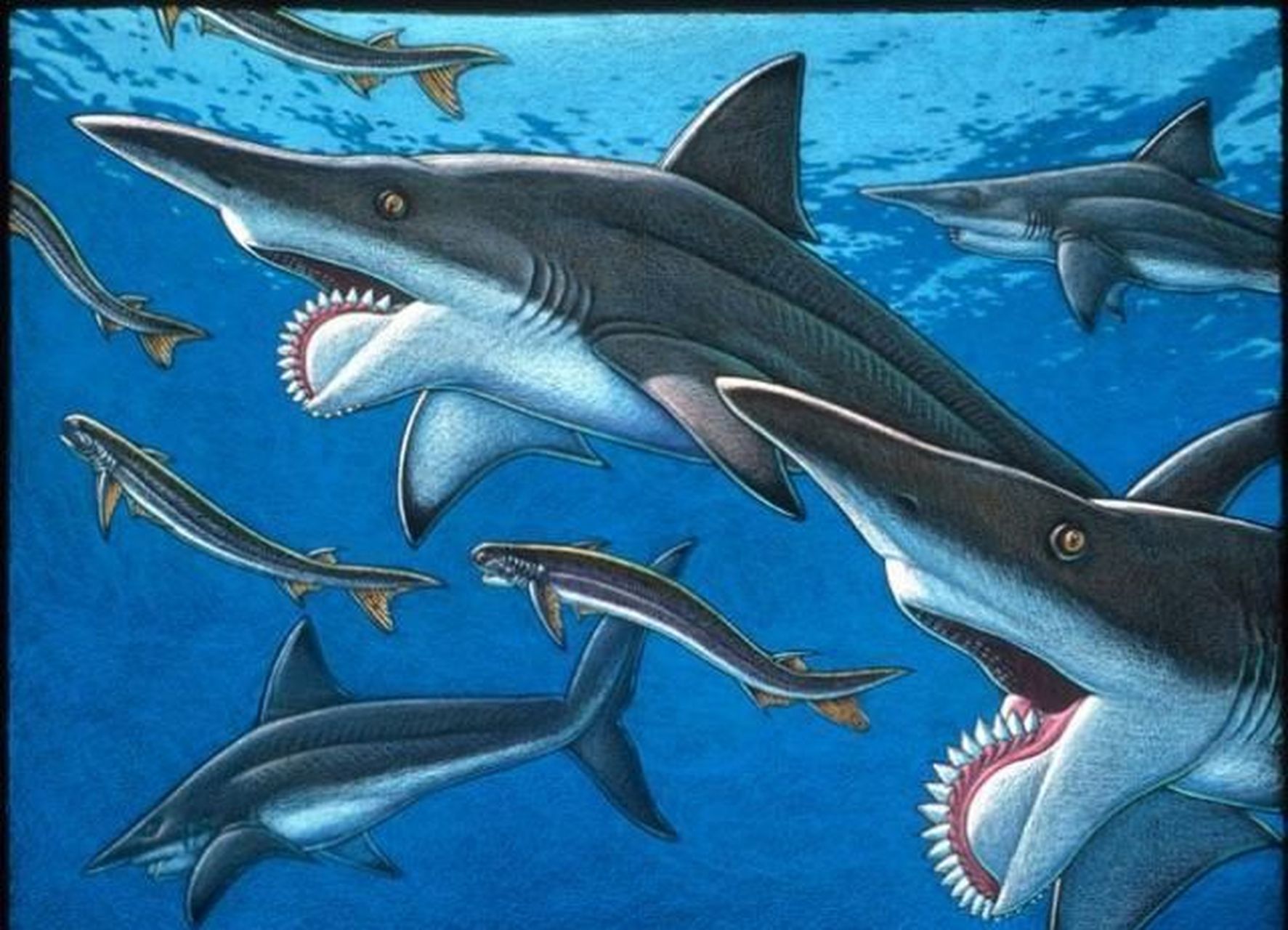 远古生物探秘——旋齿鲨 旋齿鲨是古生物中极具传奇色彩的古生物,它是