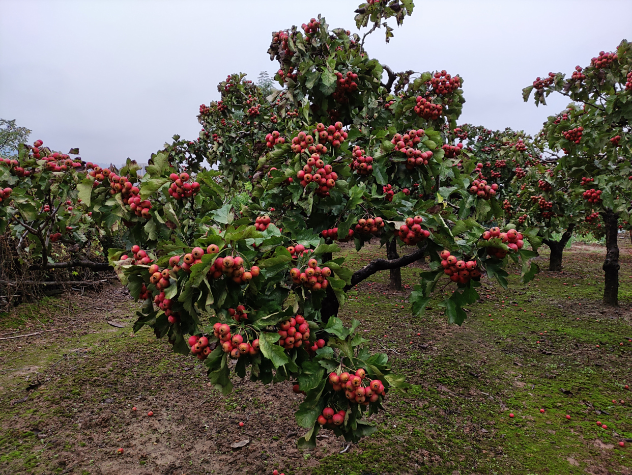 宝鸡十八孔桥东有片山楂园,采摘价3元一斤