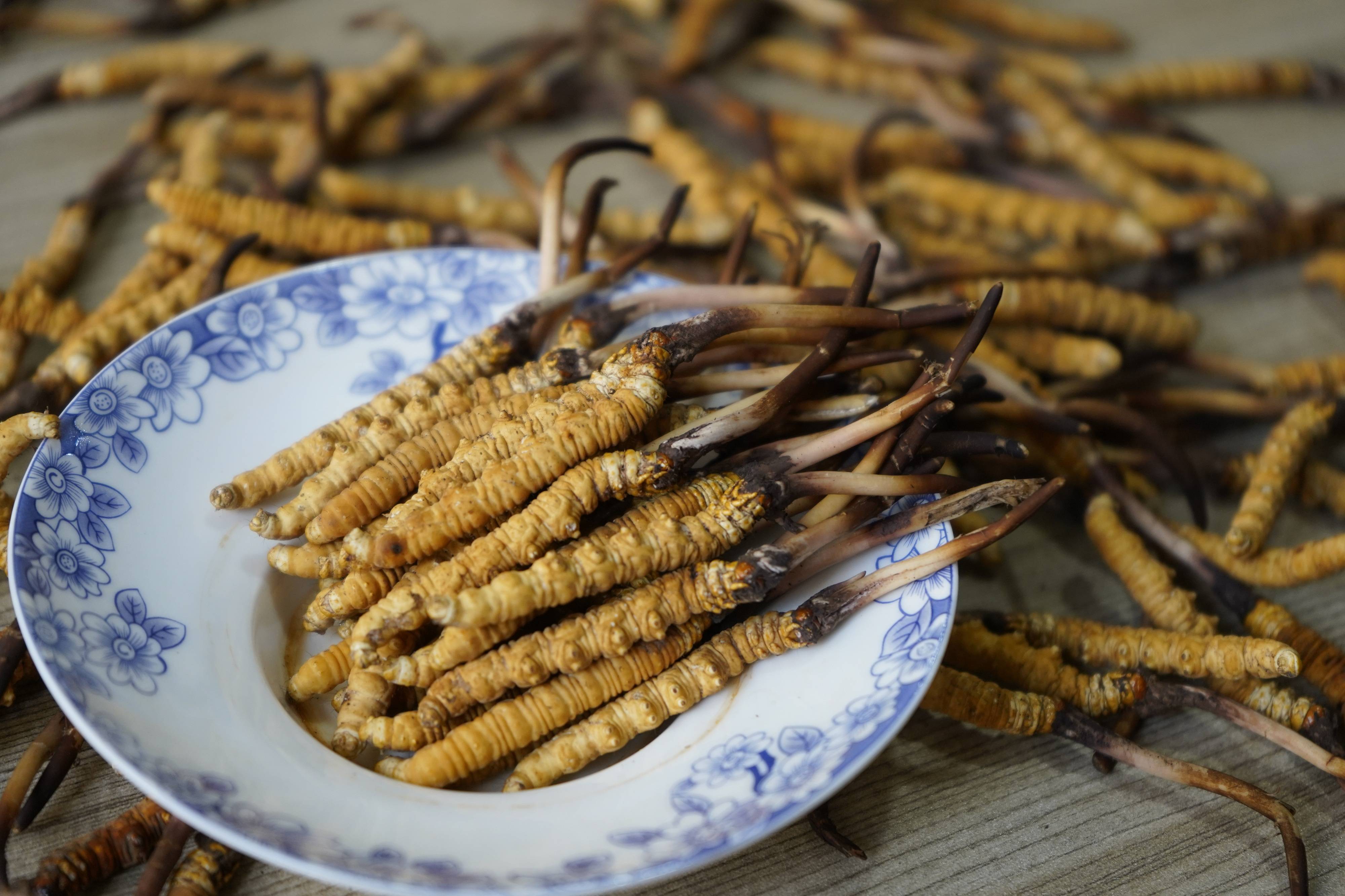冬虫夏草一次应该吃多少?这种算法也太科学了
