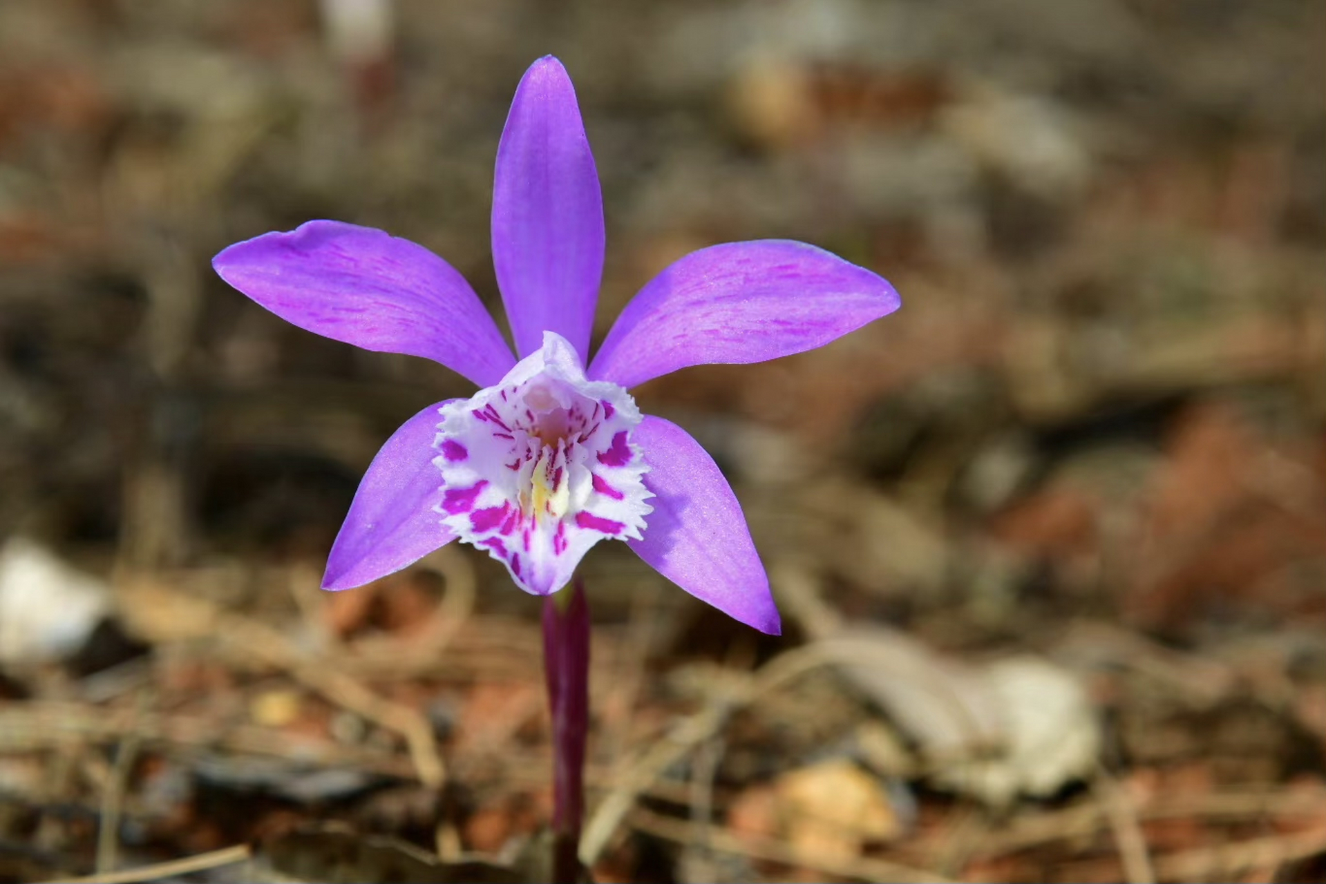 云南独蒜兰,和独蒜兰之间老是傻傻的分不清 #摄影# #治愈# #摄影作品