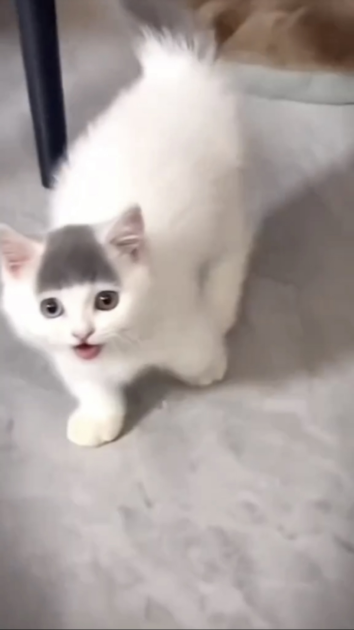 这猫咪的齐刘海怎么样?