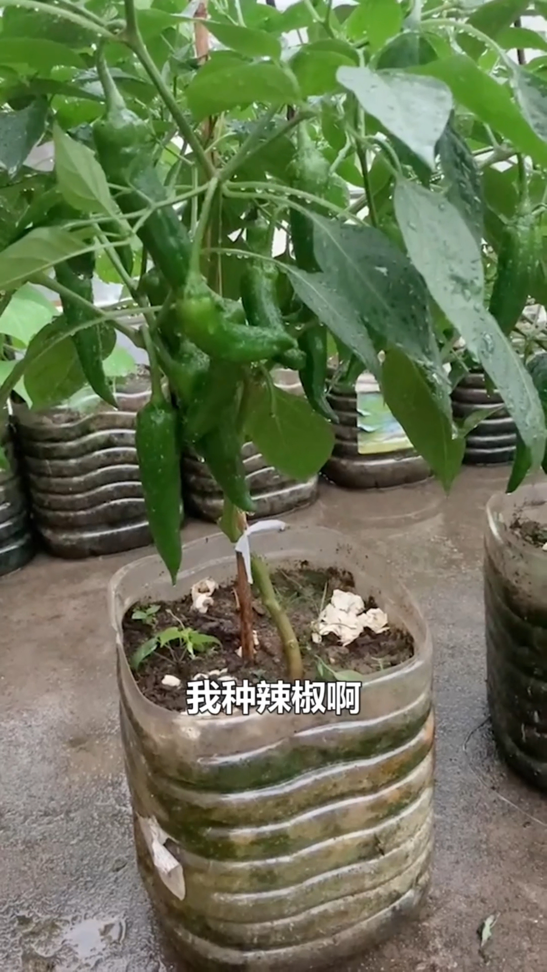 教你用塑料油桶种辣椒,新手零失败!