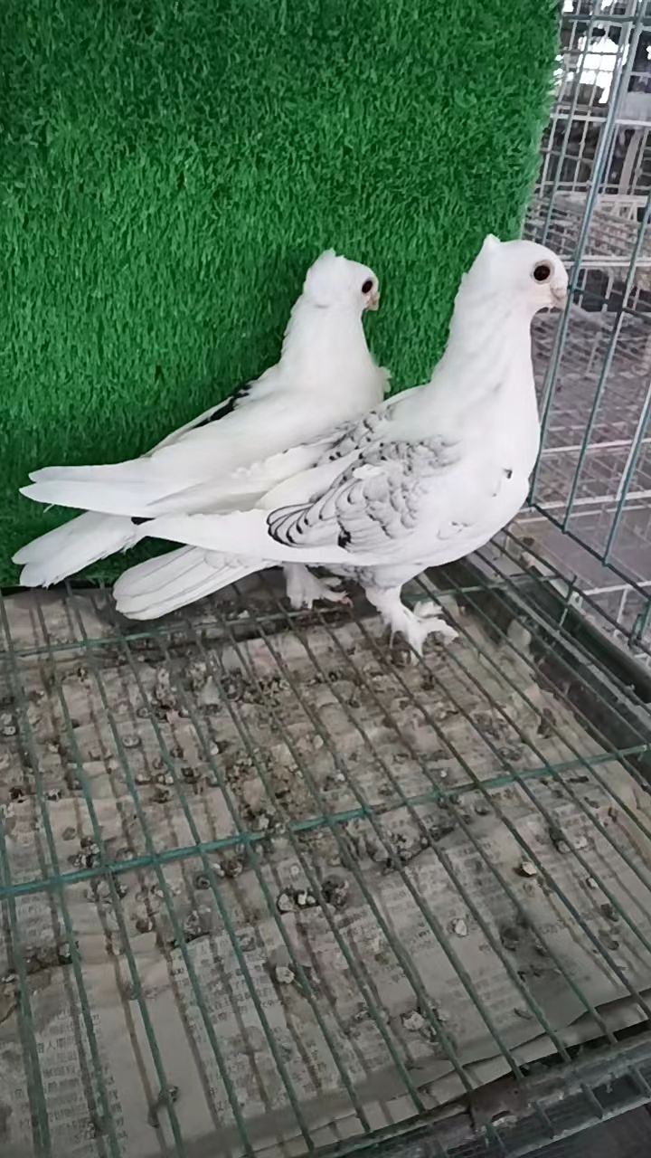 出鸽子了,出鸽子了,两只淑女鸽子,大家觉得它颜色好看吗?宠物分享!