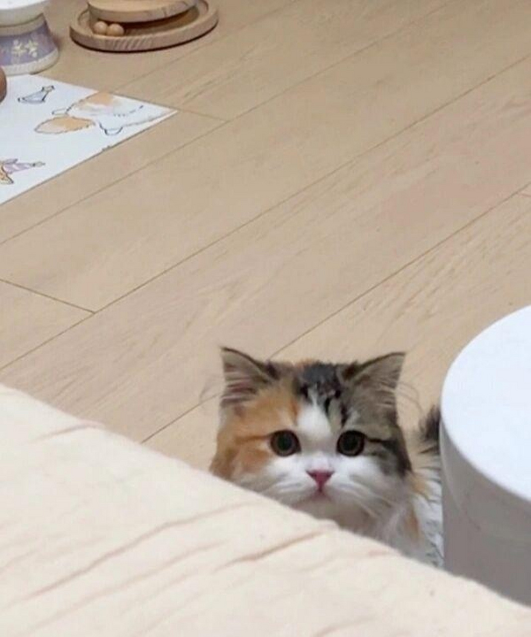 小小的猫,头已经很大了