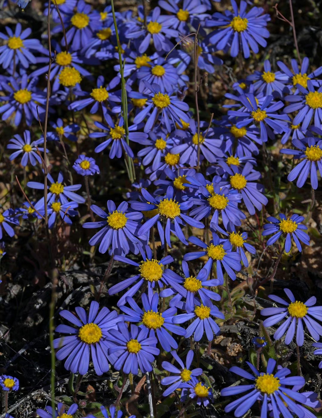 菊科伯杰蓝菊 felicia bergeriana 美丽的蓝精灵