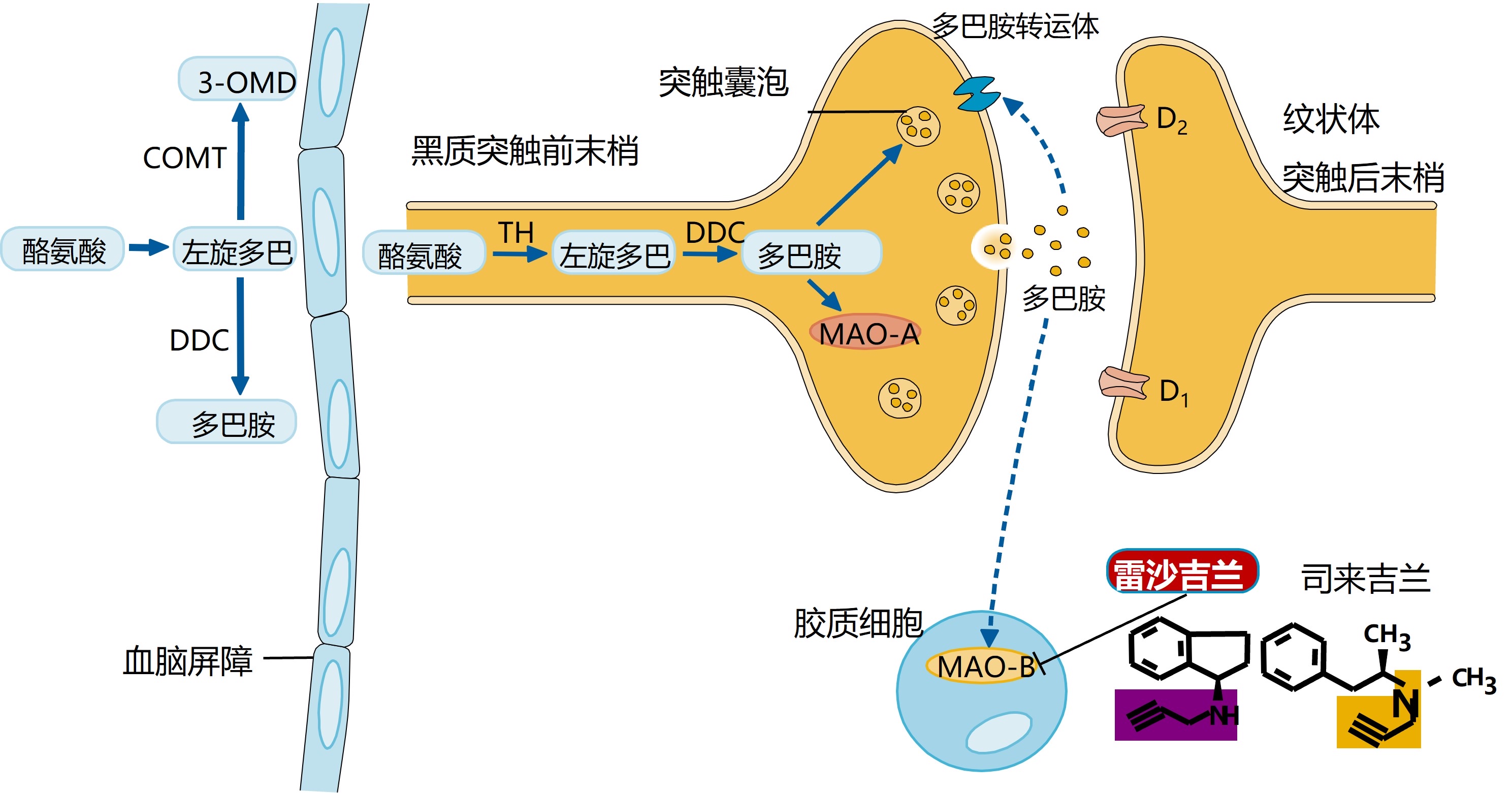 抑制作用图片