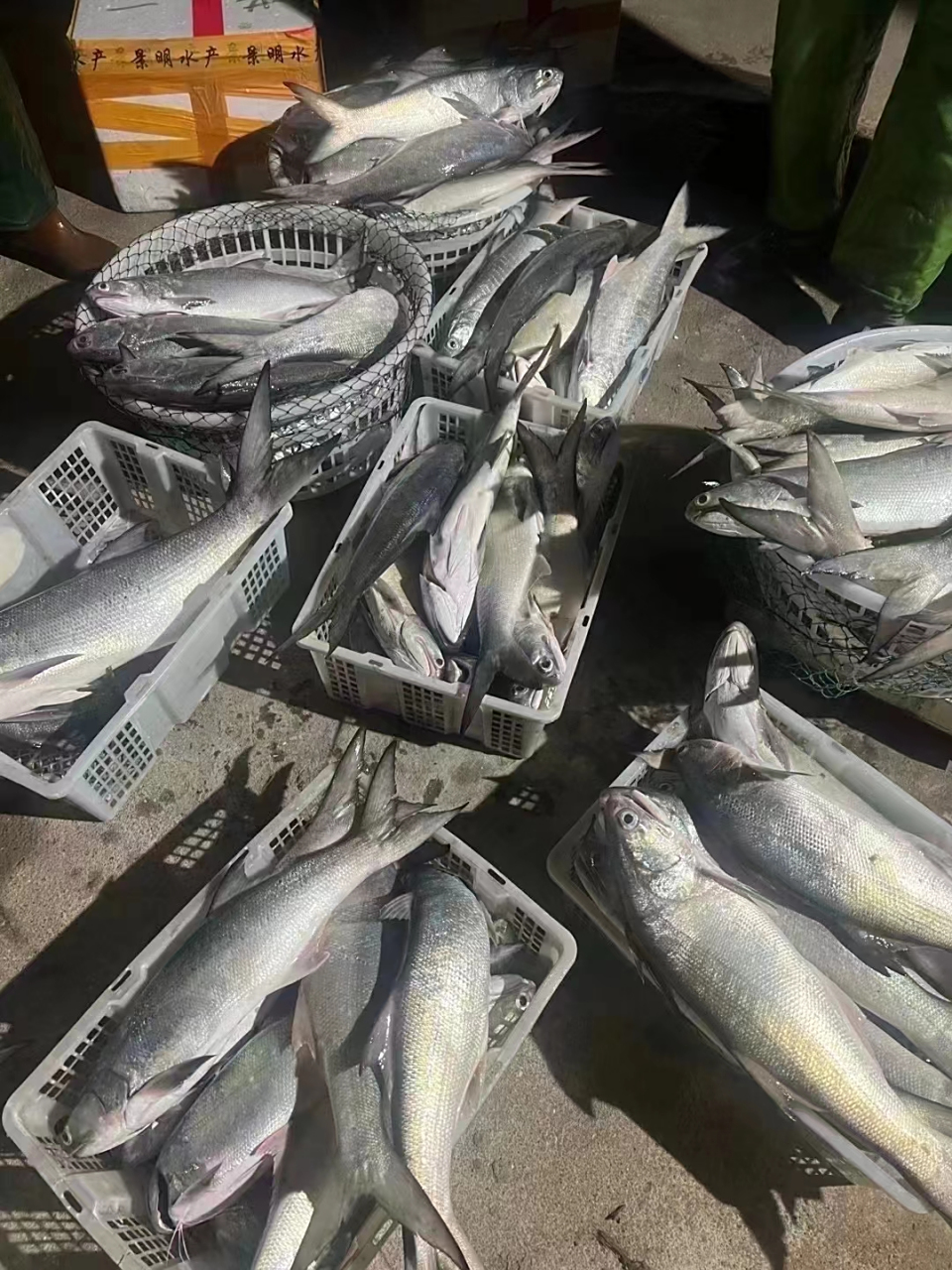 刚刚到货!野生午鱼,几个月宝宝安心吃的海鱼 嫩嫩好吃高营养!