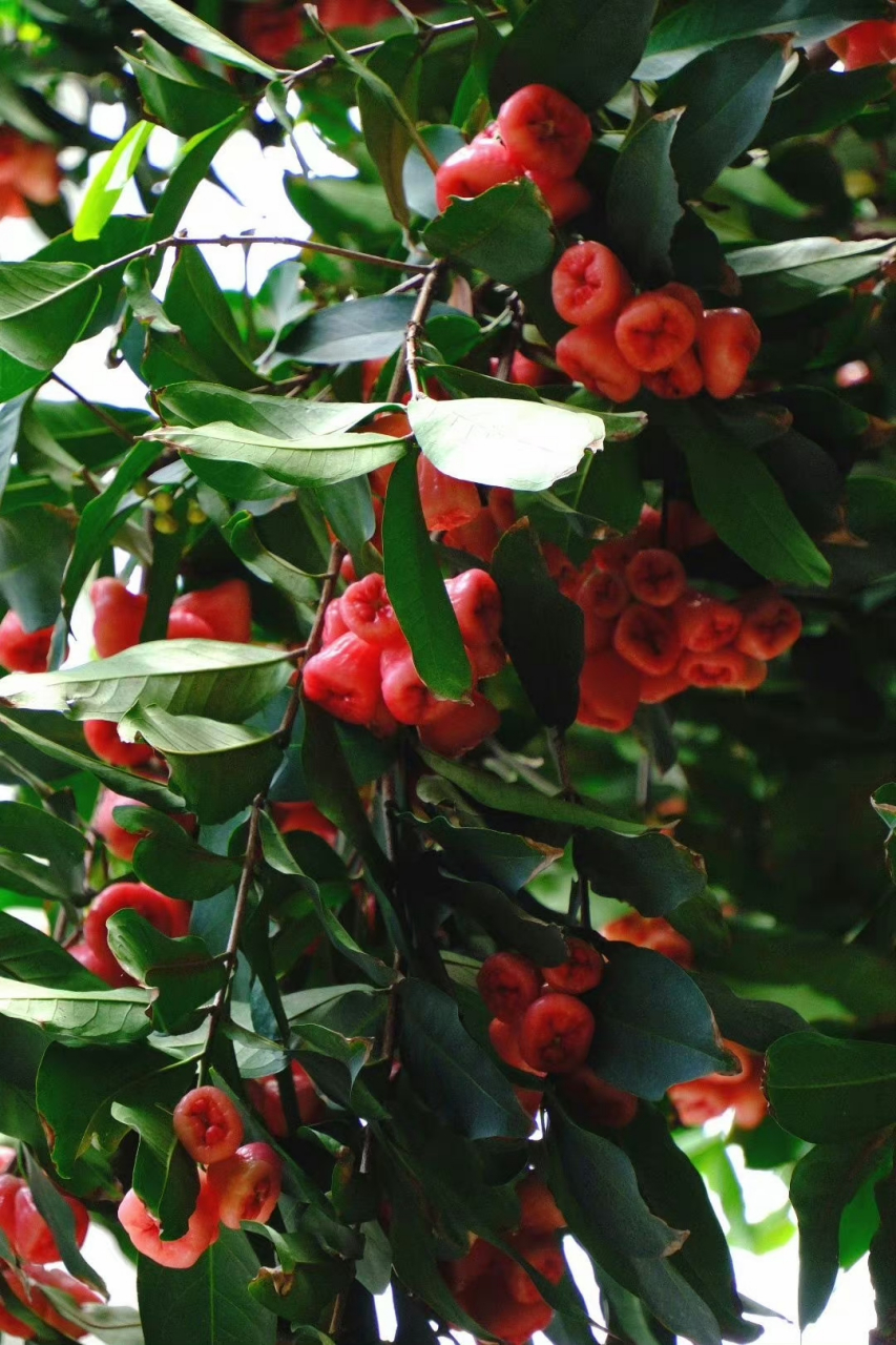 没有吃过雾莲,但是长得真的很美