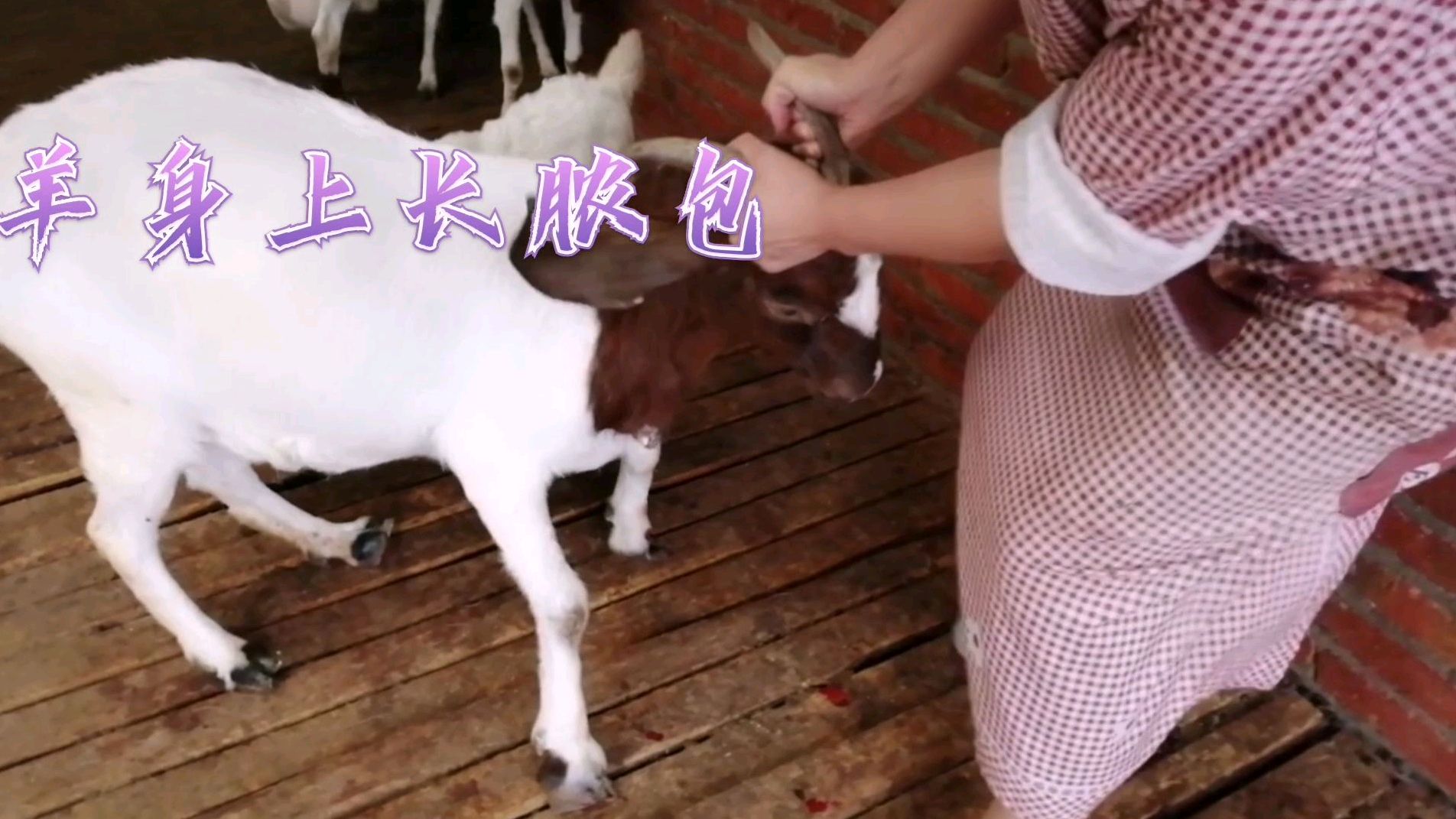 羊身上长了个鸡蛋大的脓包,不用怕,方法简单见效快