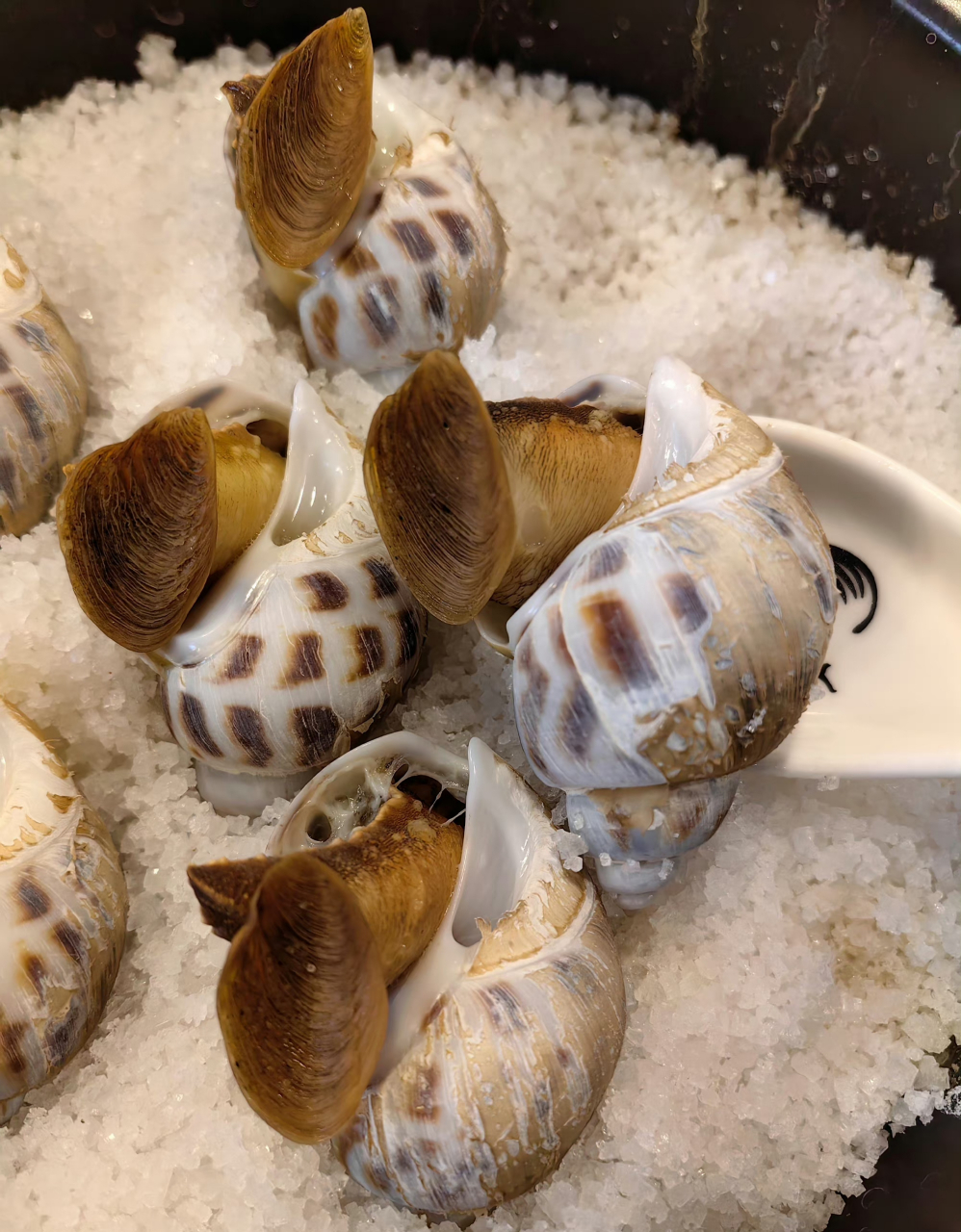 盐焗东风螺 超大号的东风螺(十头),盐焗最美味.