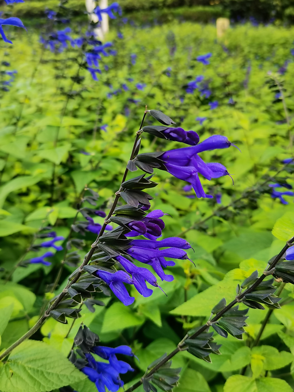 深蓝鼠尾草(洋苏叶)  92唇形科鼠尾草属一年生草本植物,叶对生,轮伞