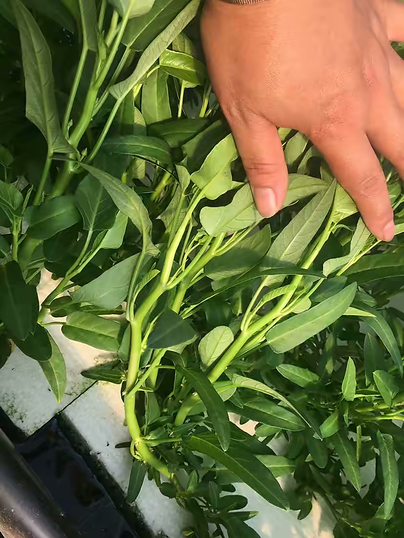 在家种"空心菜"很简单,用一招,一个月就能吃,不停长不停吃