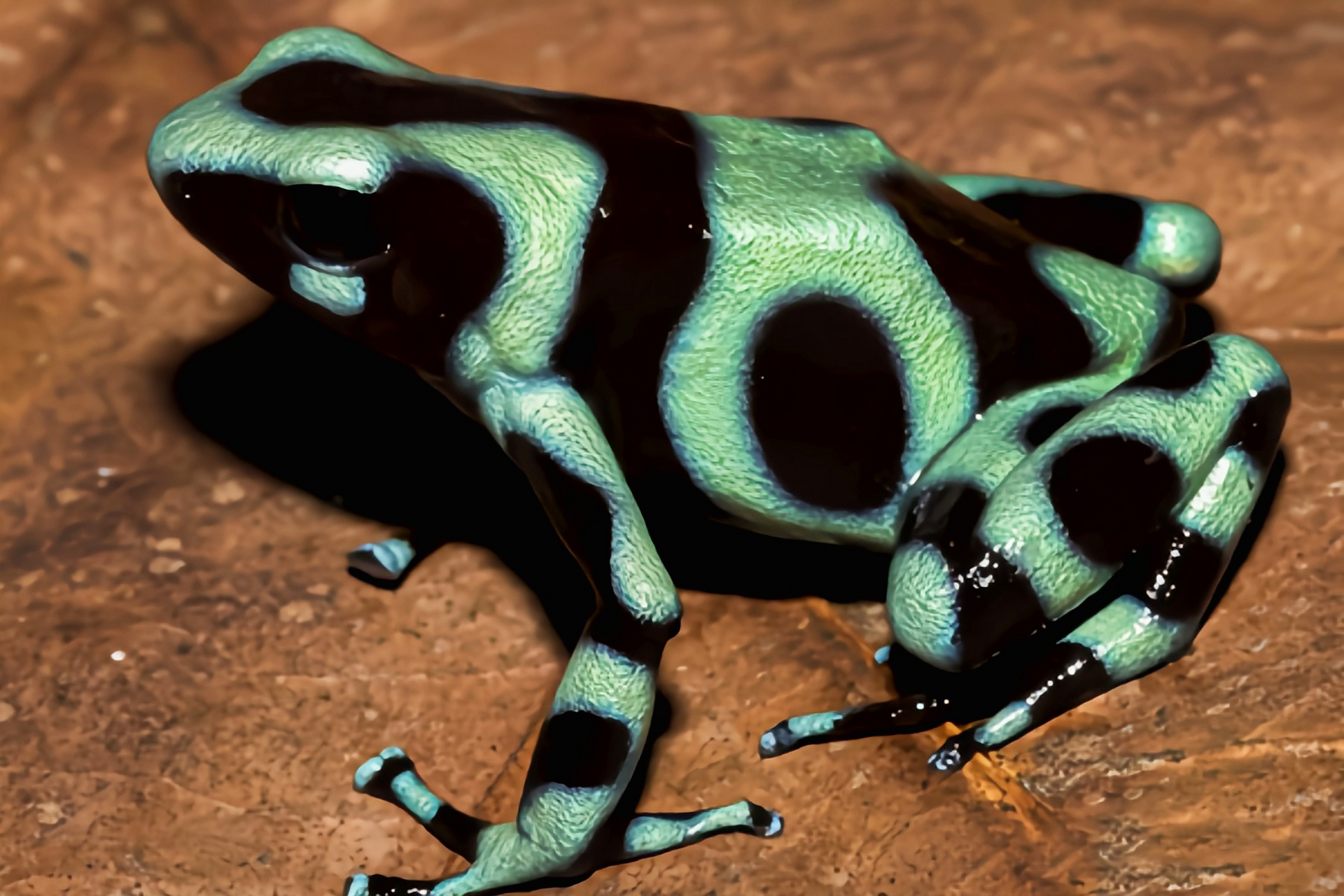 每天认识一种动物——迷彩箭毒蛙 迷彩箭毒蛙别名绿色箭毒蛙,原产南美